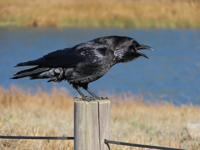 Identification Pitfalls--Crows and Ravens - eBird