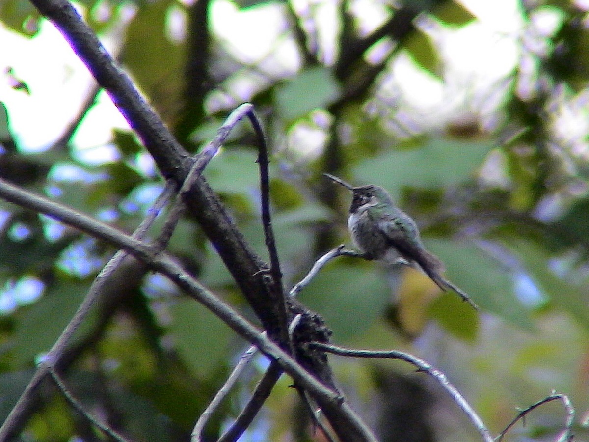 Broad-tailed Hummingbird - ML290472041