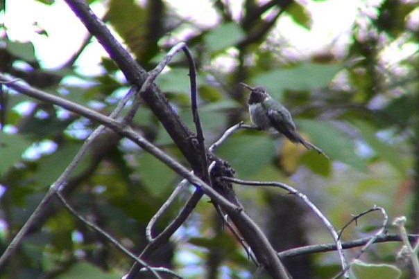 Broad-tailed Hummingbird - Stephen Davies