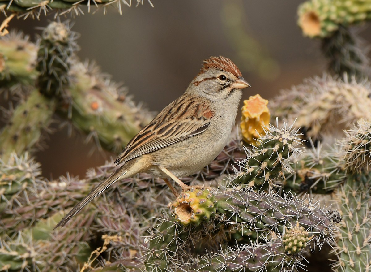 Rufous-winged Sparrow - ML290479441