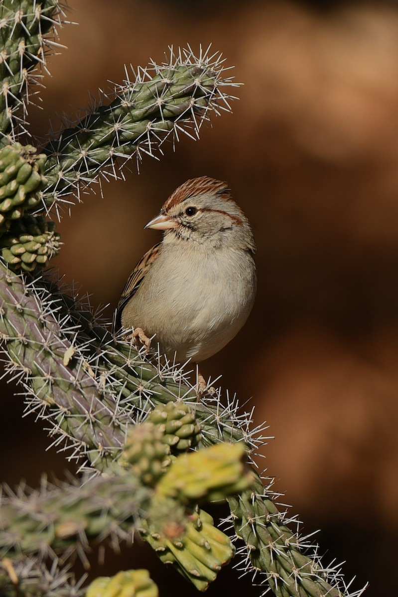 Rufous-winged Sparrow - ML290479471