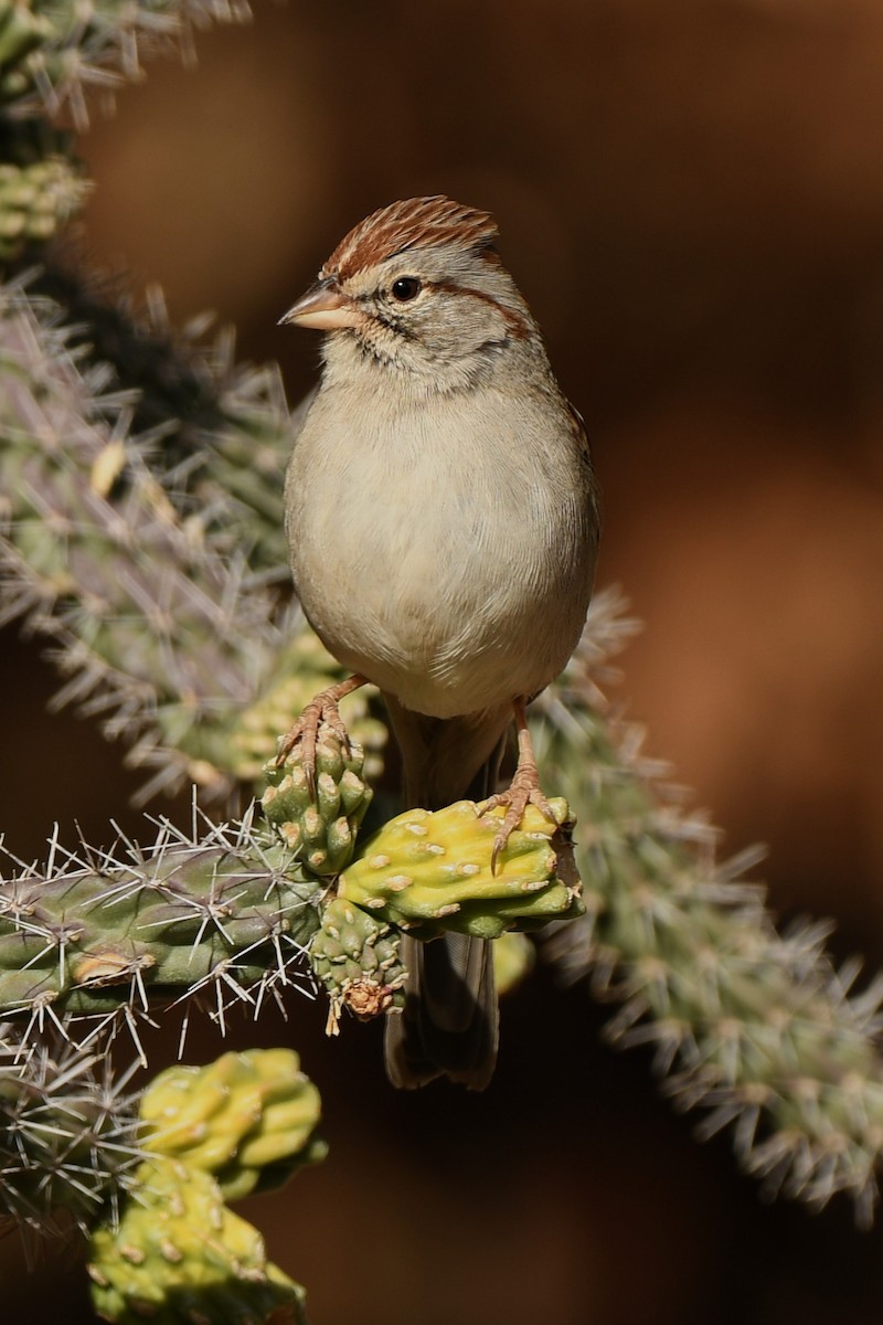 Rufous-winged Sparrow - ML290479551