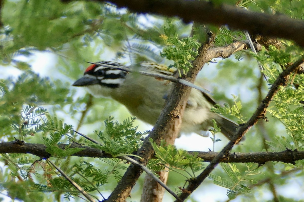 Red-fronted Tinkerbird - ML290482171