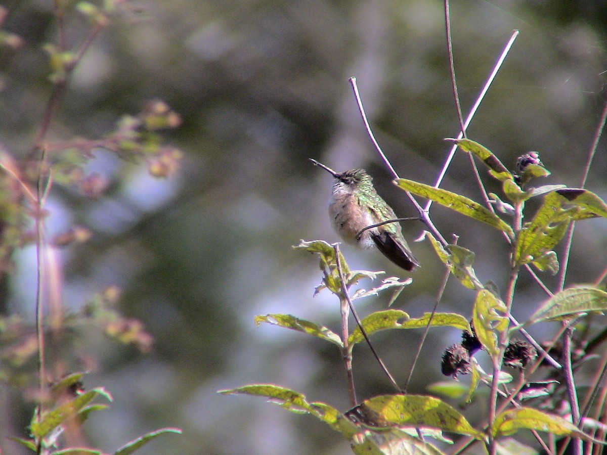 Calliope Hummingbird - ML290483041