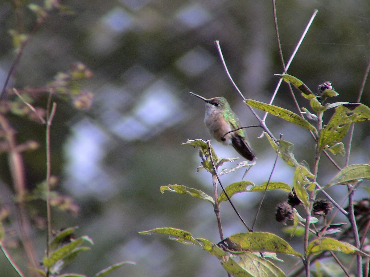 Calliope Hummingbird - ML290483051