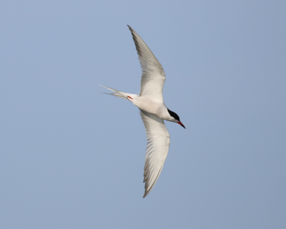 Common Tern - David Lambeth
