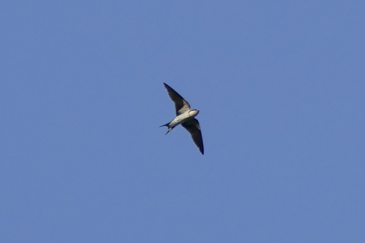 Ethiopian Swallow - ML290484251