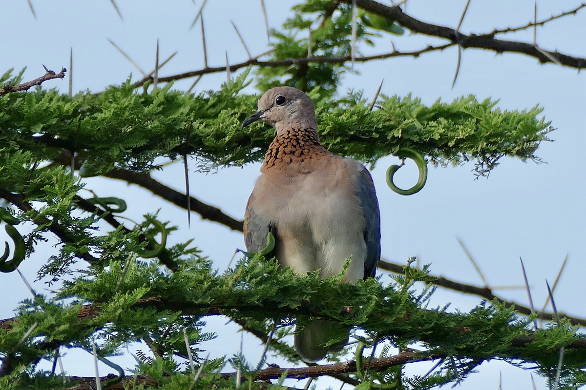 Laughing Dove - ML290485221