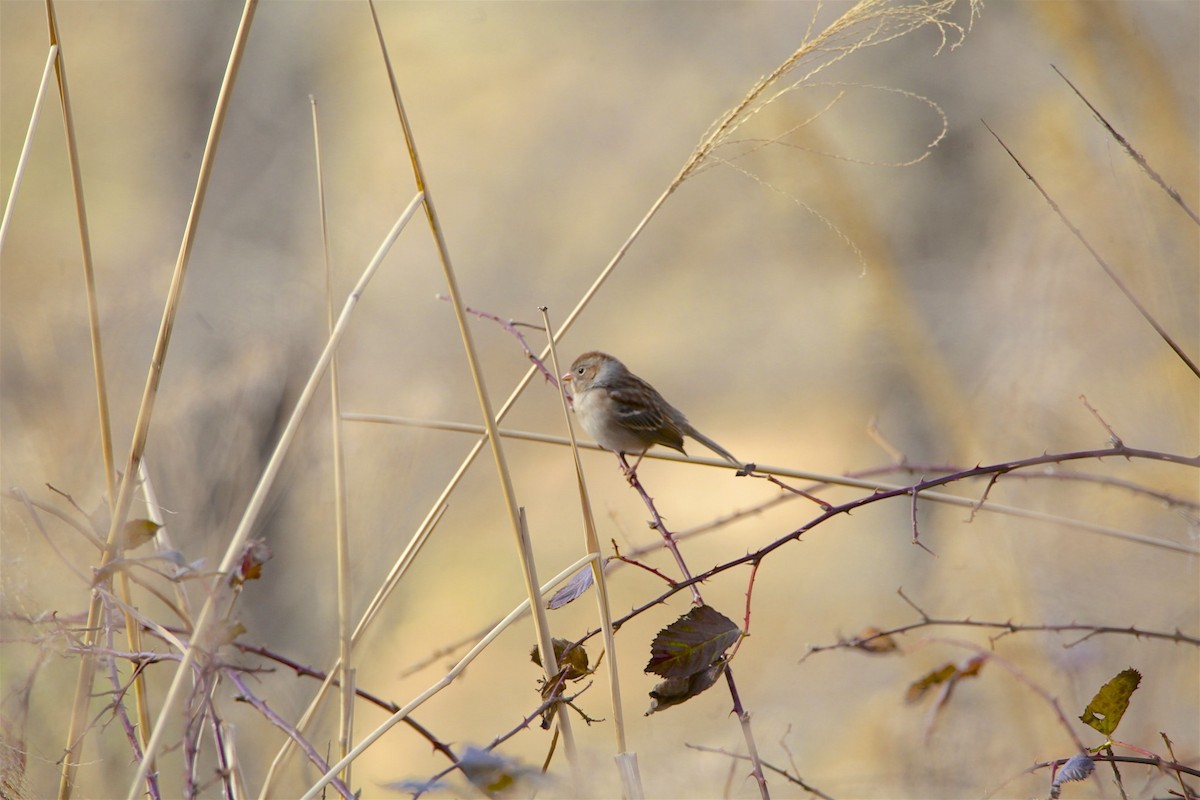 Field Sparrow - ML290489731