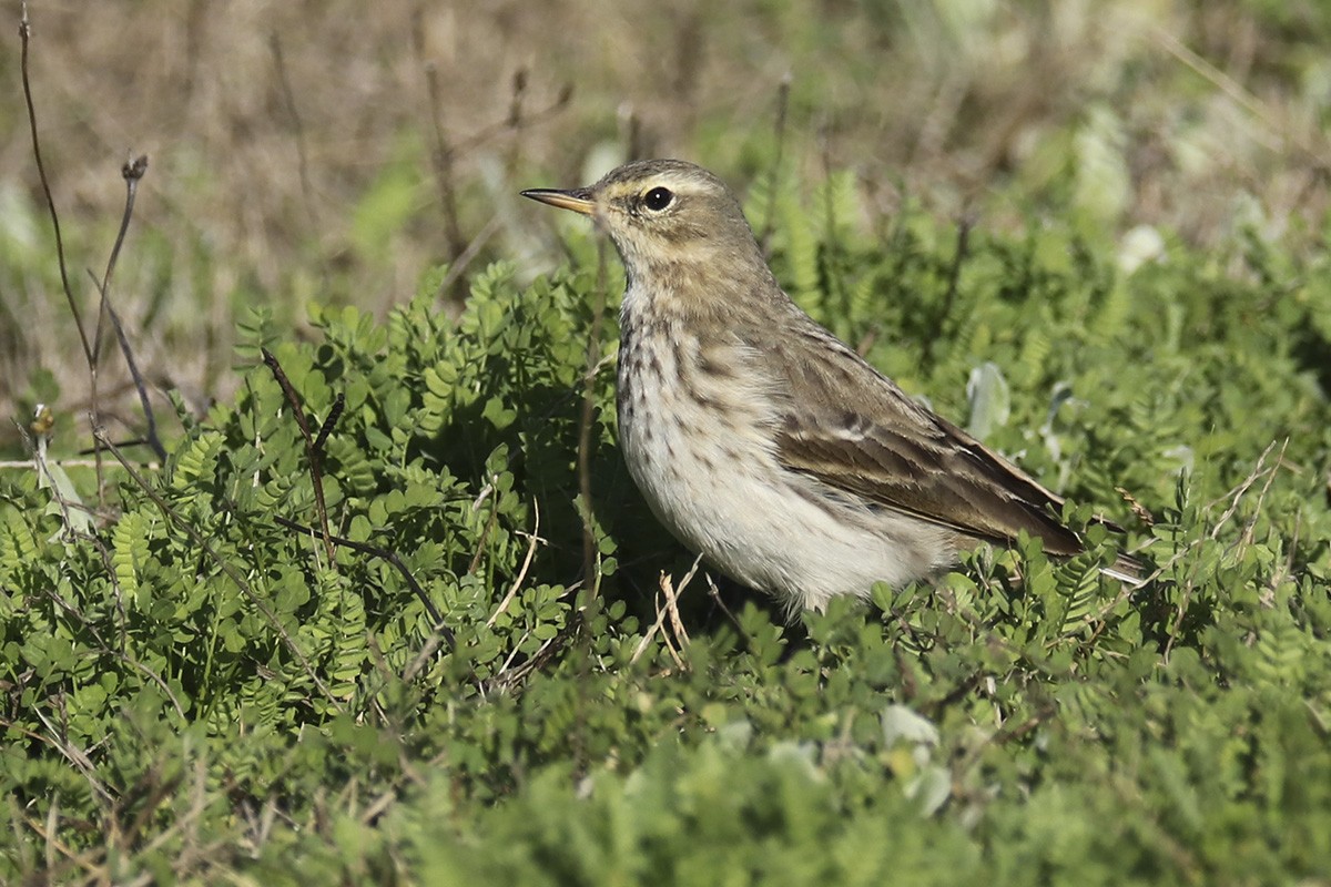 Water Pipit - ML290490471