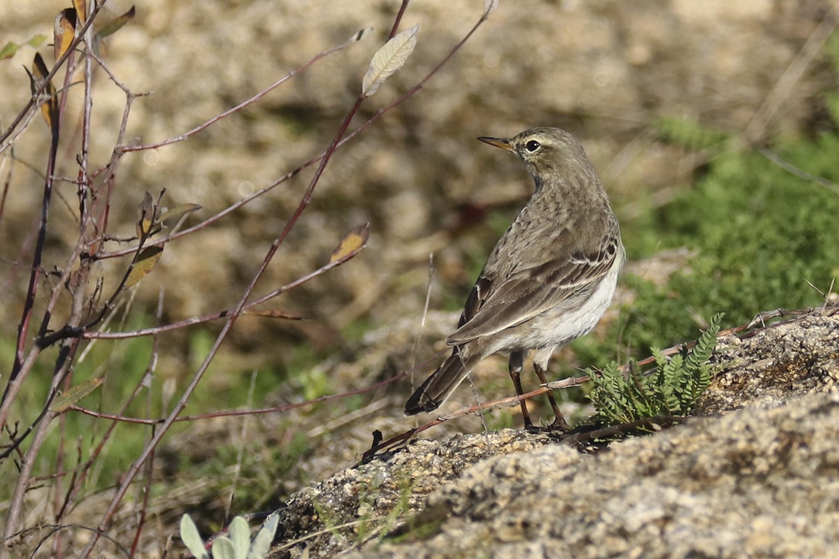 Water Pipit - ML290490481