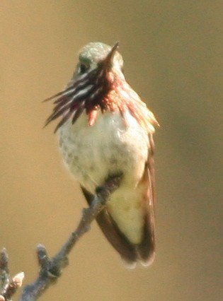 Calliope Hummingbird - William Crain