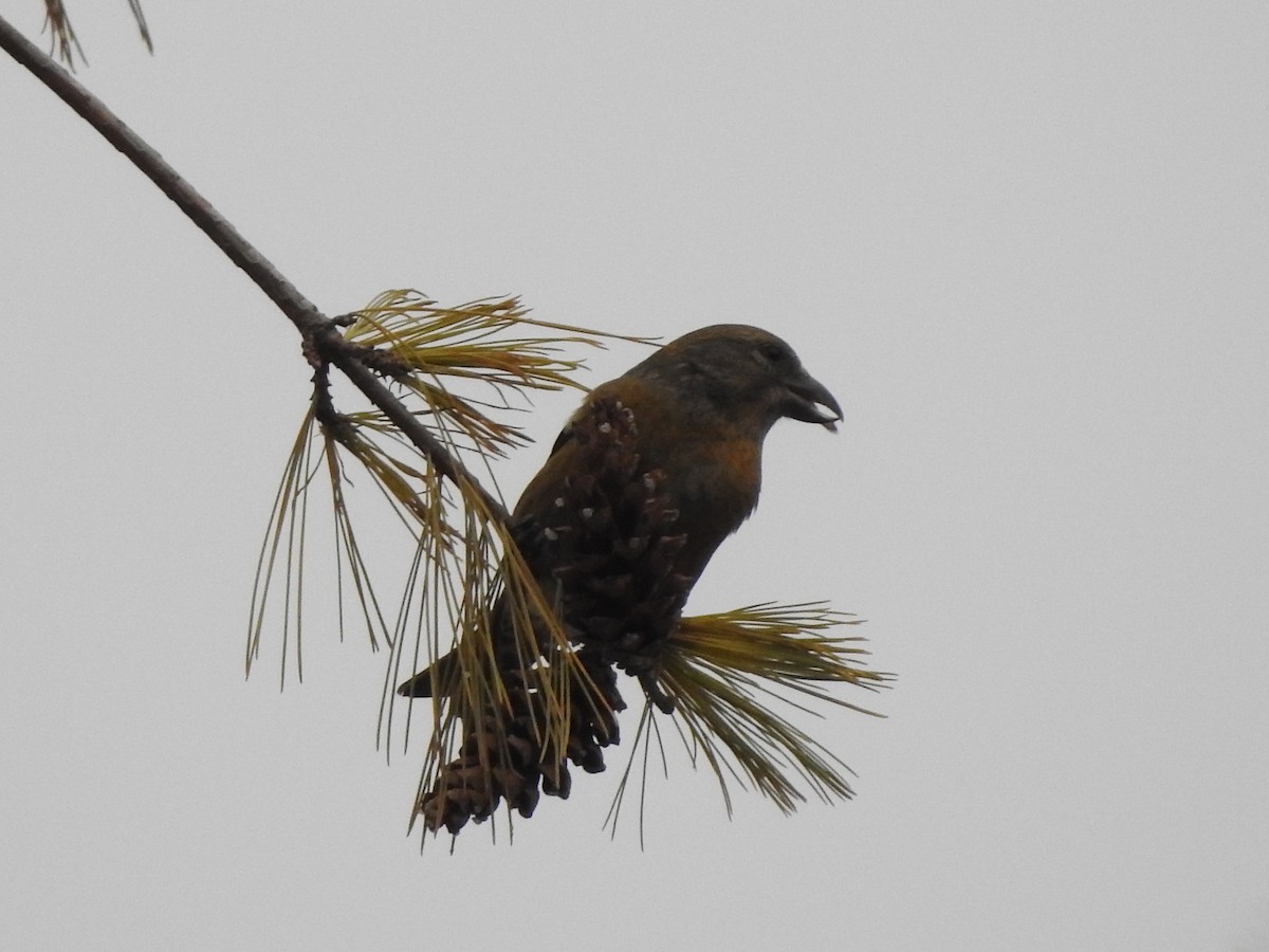 Red Crossbill (Northeastern or type 12) - ML290510401