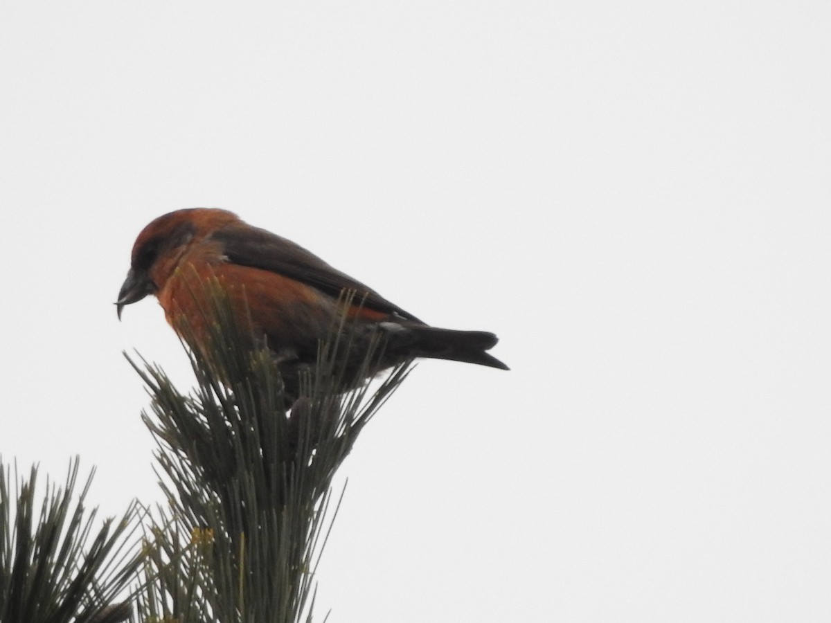 Red Crossbill (Northeastern or type 12) - Connor Smith