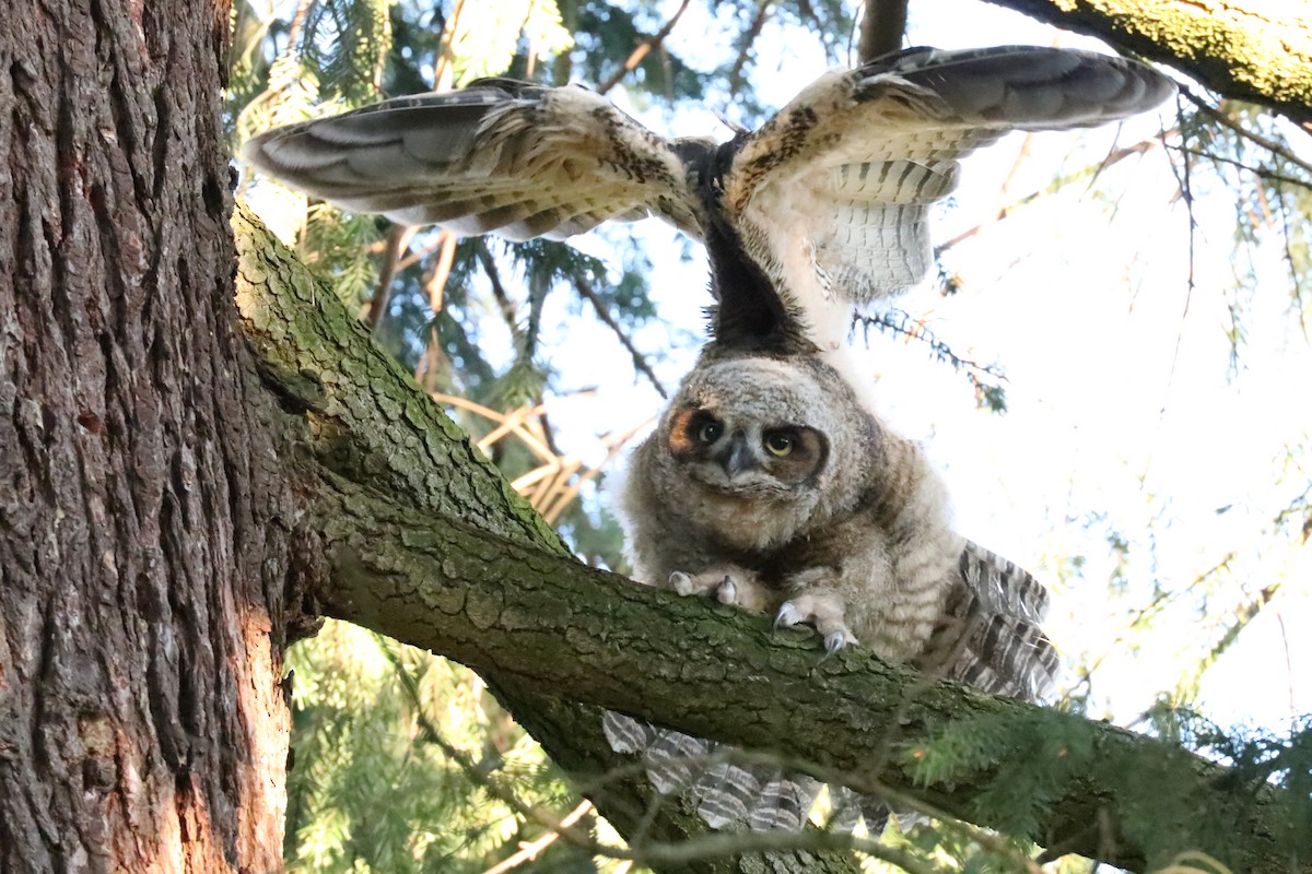 Great Horned Owl - Warren Cronan