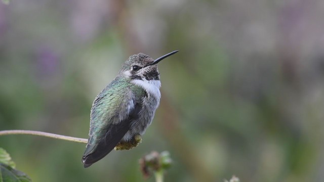 Costa's Hummingbird - ML290512221