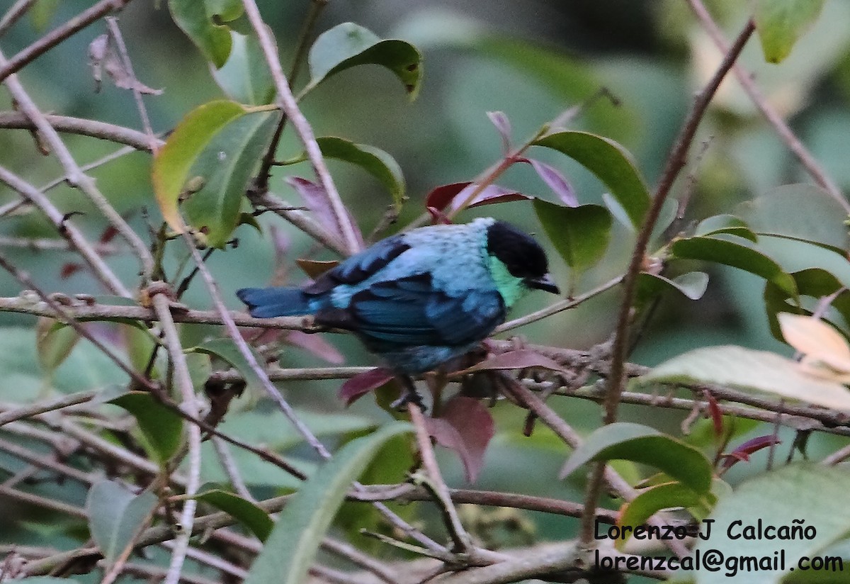 Black-capped Tanager - ML290513091