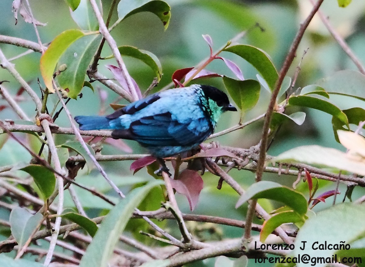 Black-capped Tanager - ML290513141