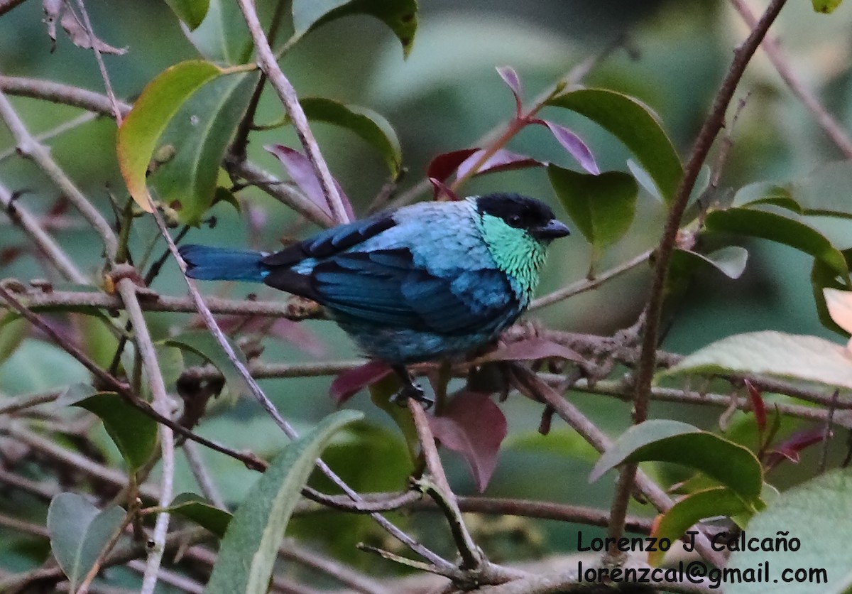Black-capped Tanager - Lorenzo Calcaño