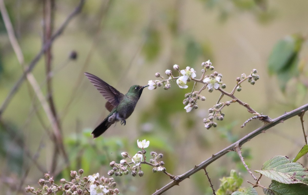 kolibřík dřišťálový - ML290514131
