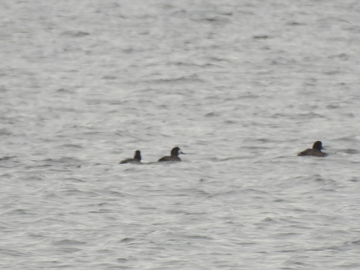 Greater Scaup - ML290514261