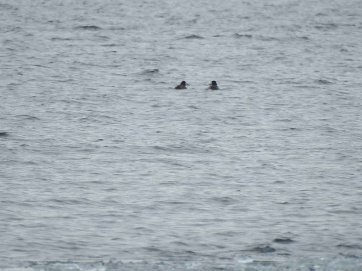 Greater Scaup - ML290514271