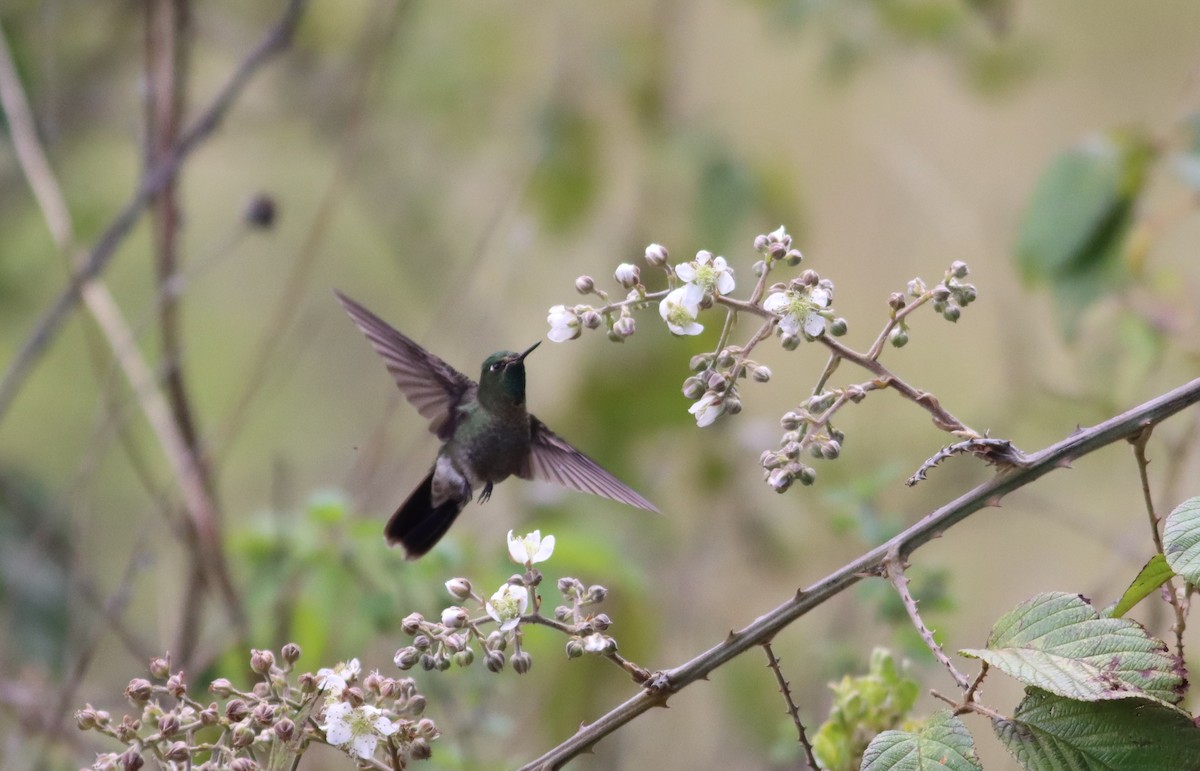 kolibřík dřišťálový - ML290515381