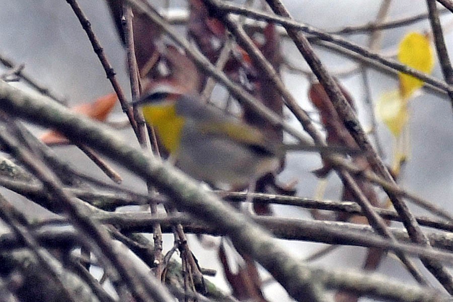 Rufous-capped Warbler - ML290516131