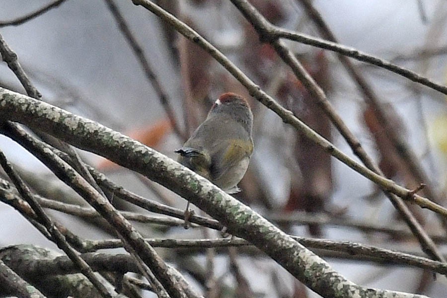 Rufous-capped Warbler - ML290516141