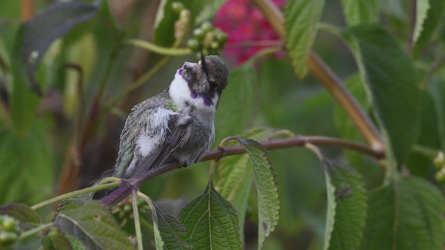 Costa's Hummingbird - ML290516991