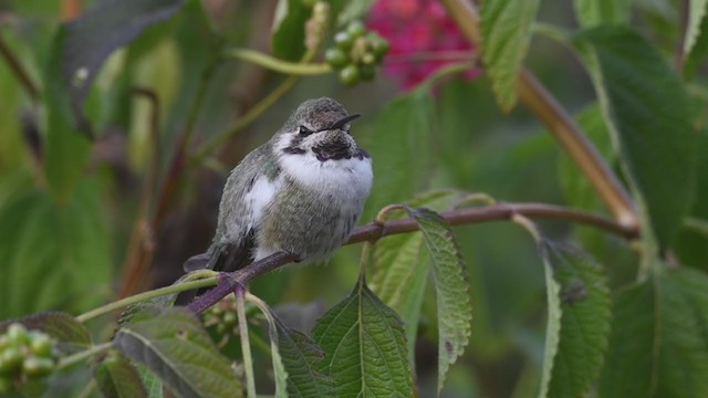 Costa's Hummingbird - ML290518001