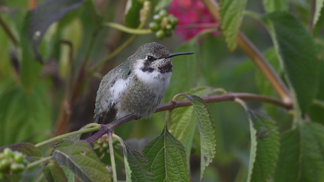 Costa's Hummingbird - ML290518471