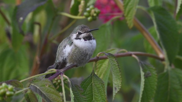 Costa's Hummingbird - ML290525271