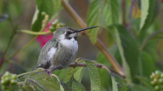 Costa's Hummingbird - ML290525461