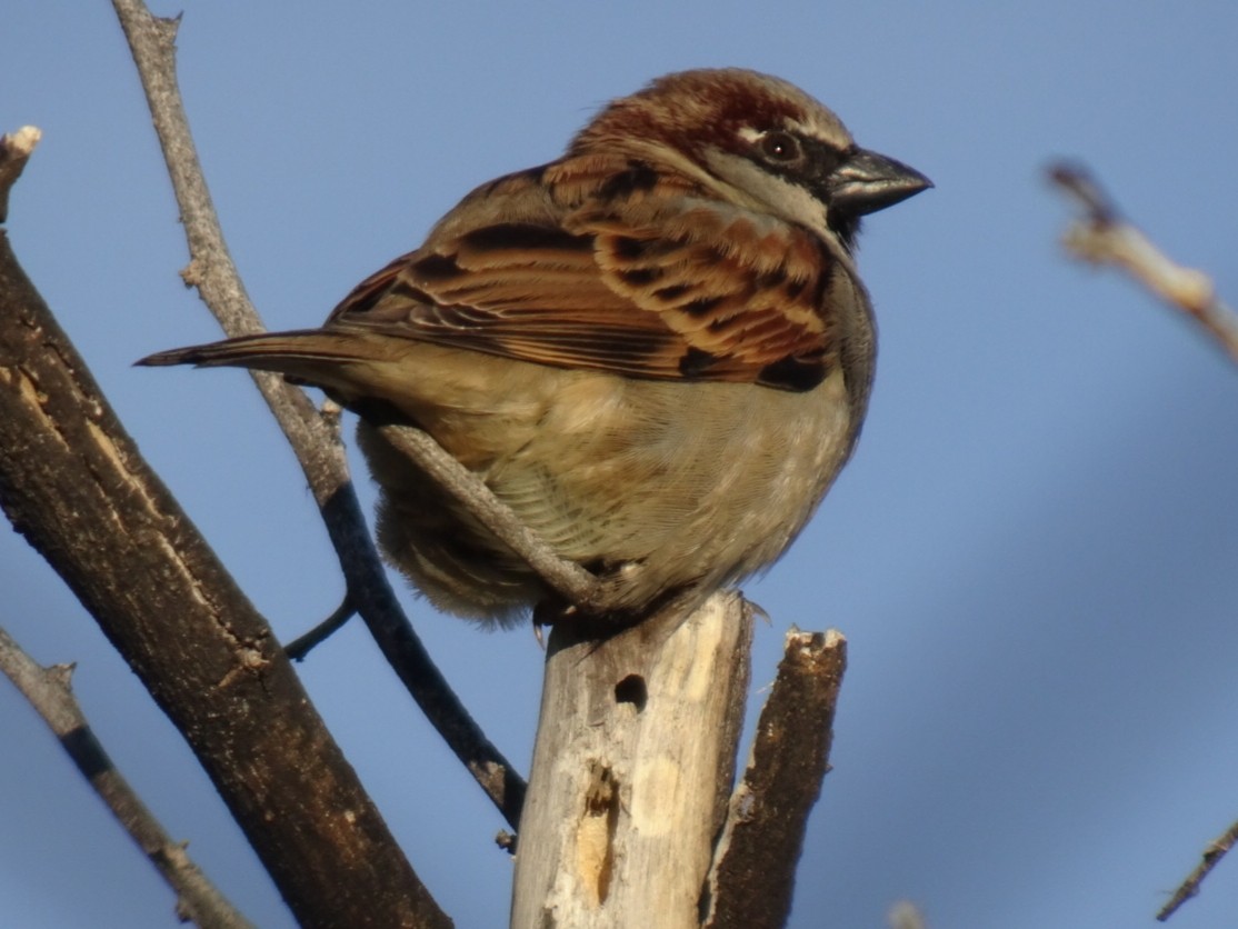 House Sparrow - ML290526091