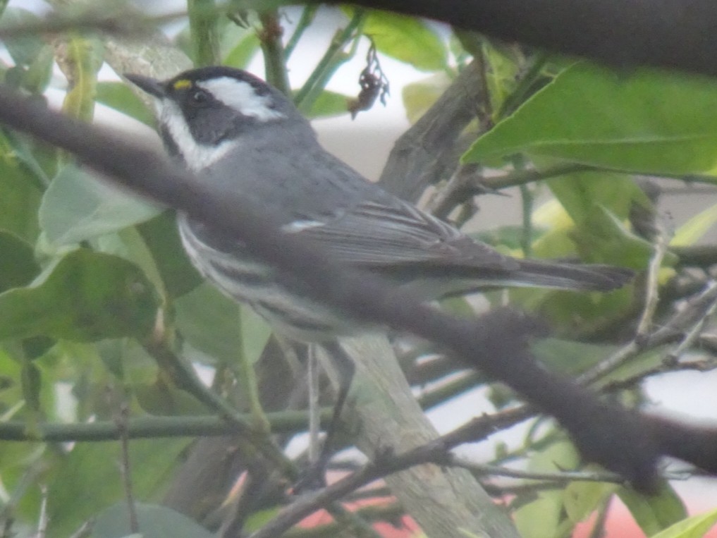 Black-throated Gray Warbler - ML290526461