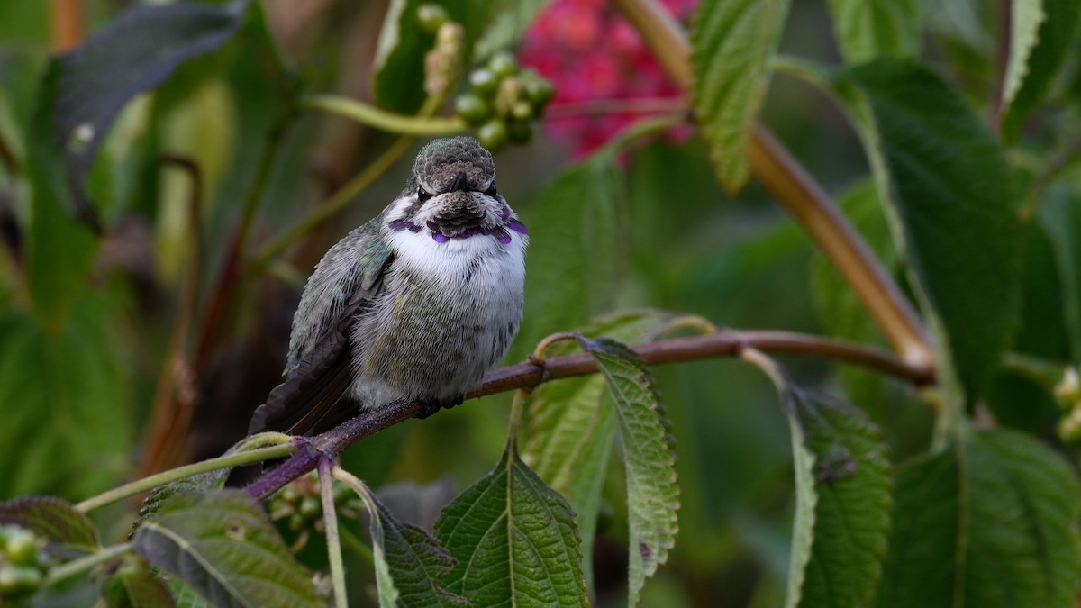 Costa's Hummingbird - ML290526781