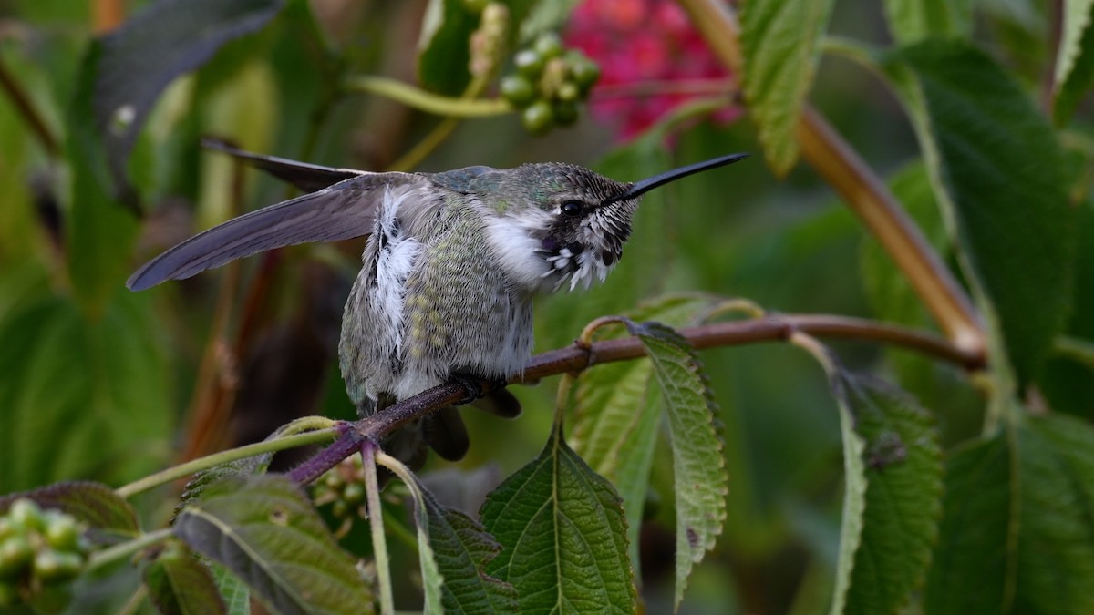 Costa's Hummingbird - ML290526791