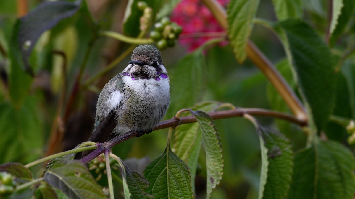 Costa's Hummingbird - ML290526811