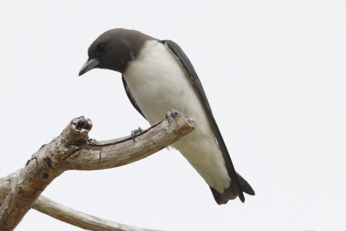White-breasted Woodswallow - Alan Atkinson