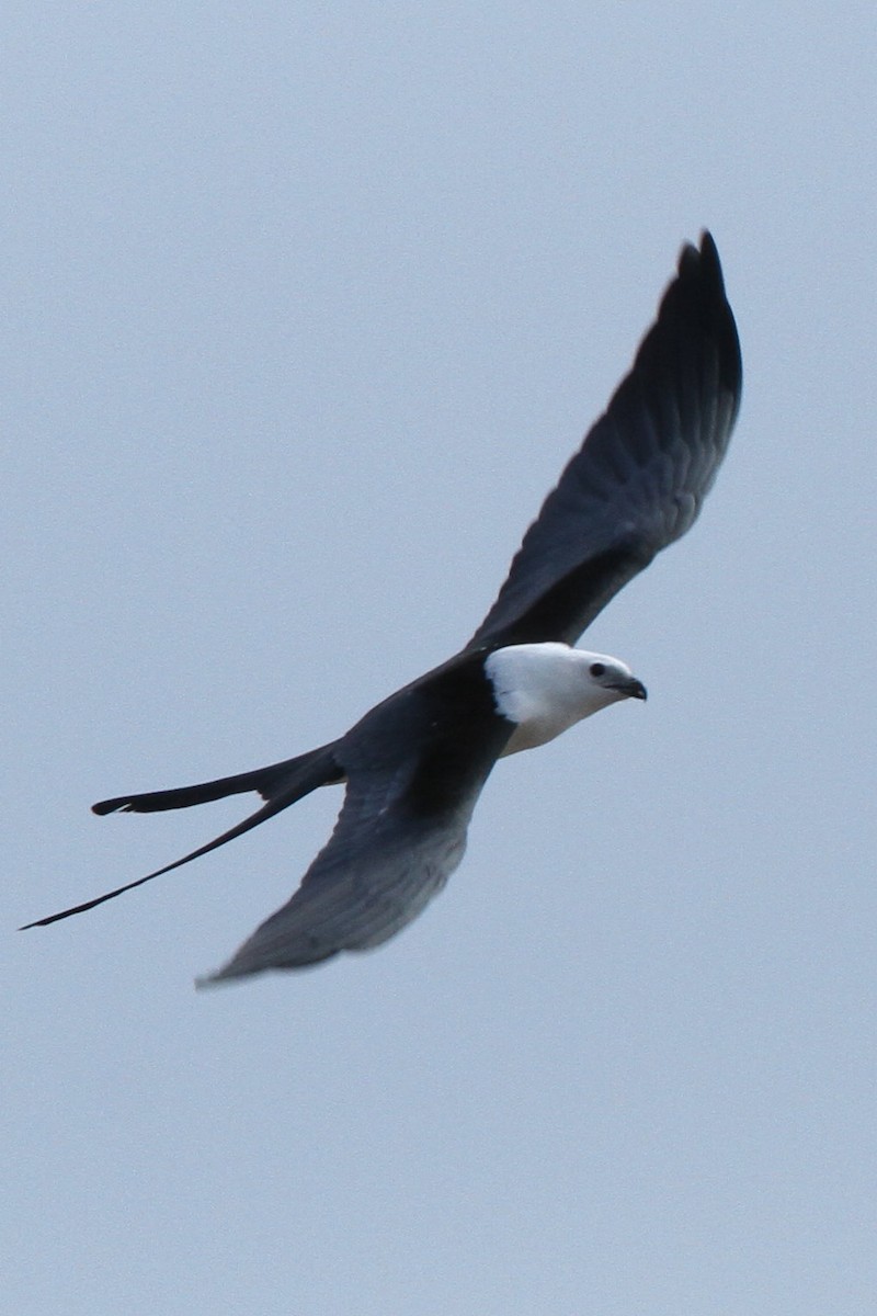 Swallow-tailed Kite - Jun Tsuchiya
