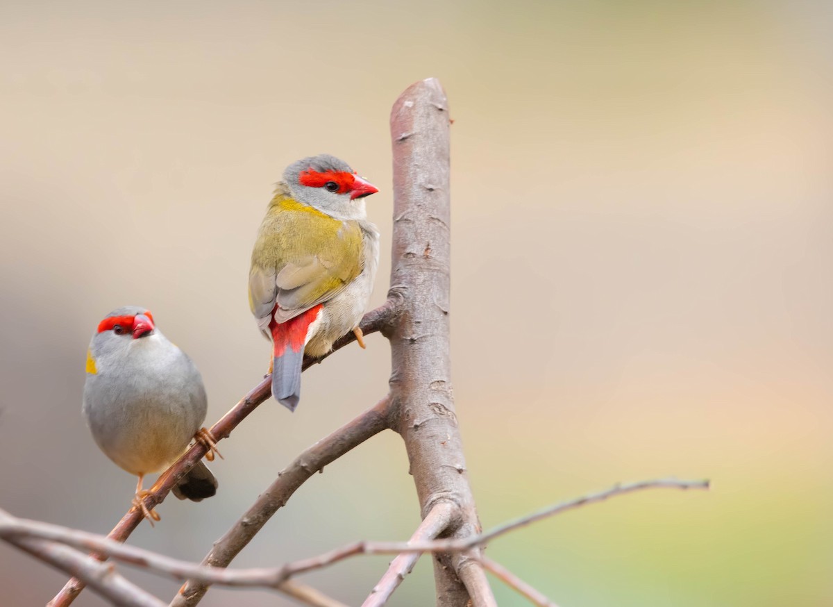 Red-browed Firetail - ML290532461