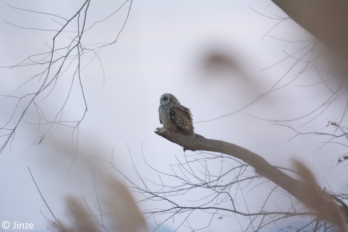 Short-eared Owl - ML290535201