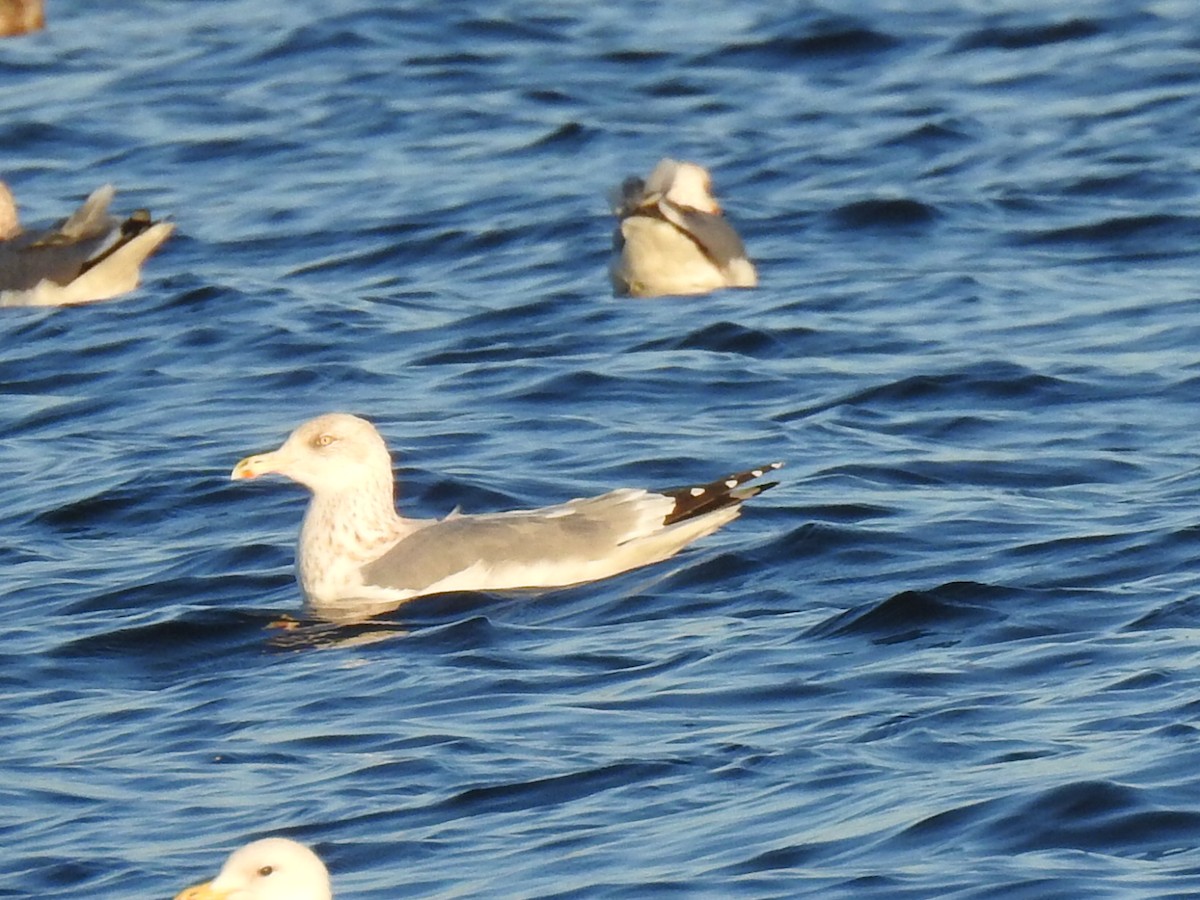 Herring Gull (American) - Aidan Brubaker