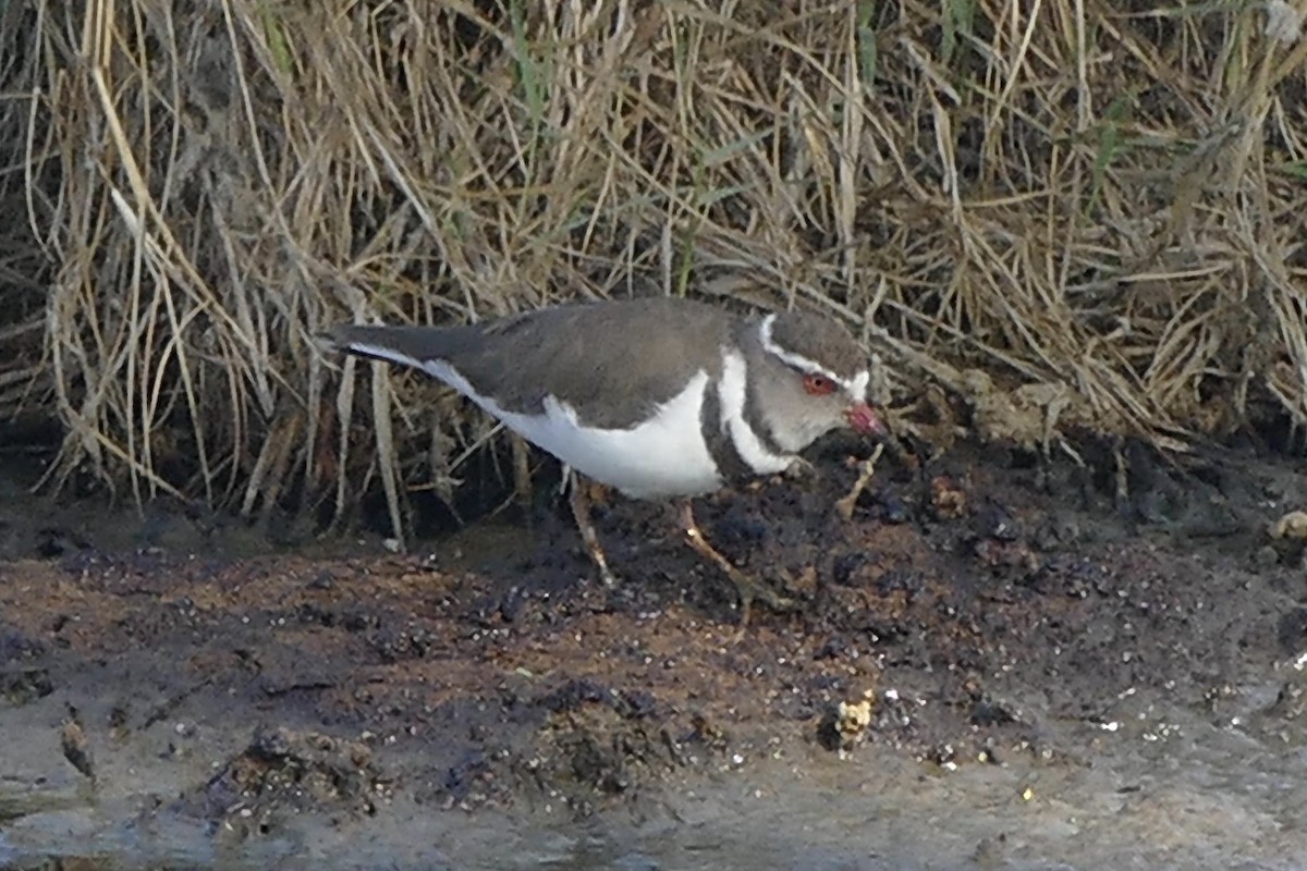 Three-banded Plover - ML290548571