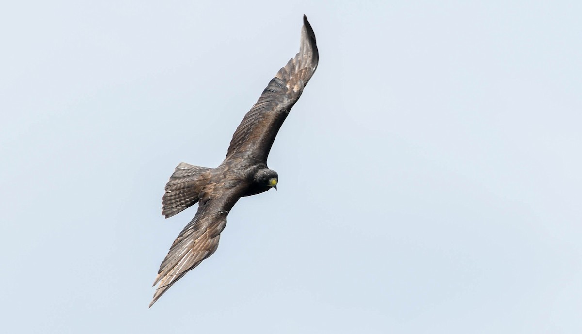 Zone-tailed Hawk - Sean Sime