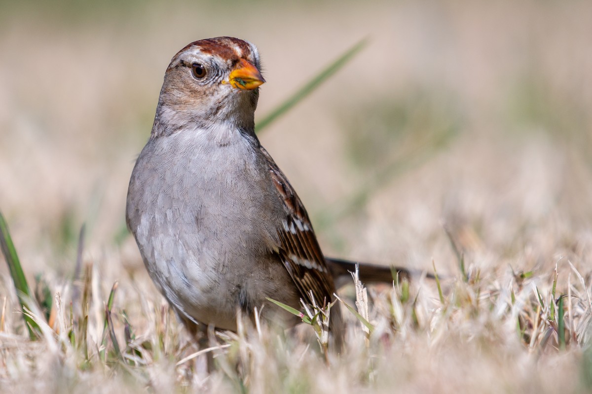 White-crowned Sparrow (Gambel's) - Connor Cochrane