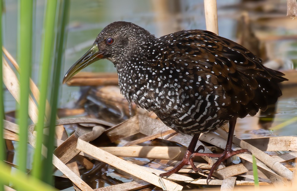 Spotted Rail - ML290552511