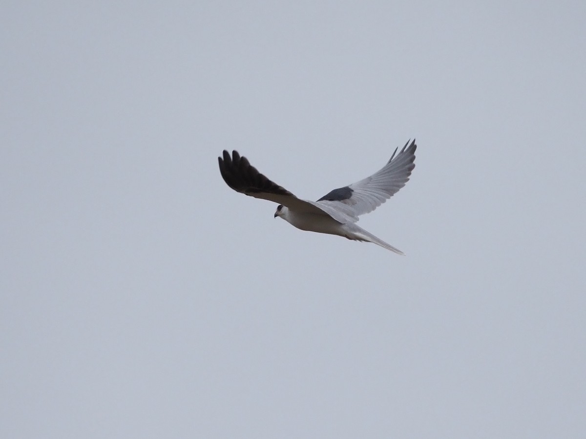 White-tailed Kite - ML290554621