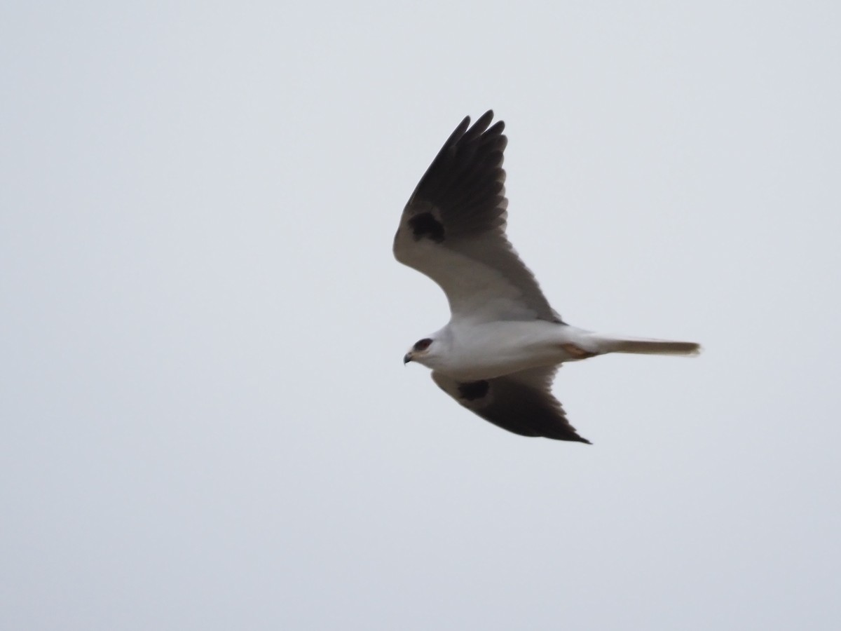White-tailed Kite - ML290554661